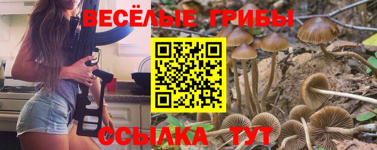 Псилоцибиновые грибы прущие грибы  Вход с VPN  Псилоцибиновые грибы MAGIC MUSHROOMS  Грозный 